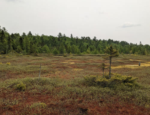 Some thoughts about wetlands while visiting a bog in NH.